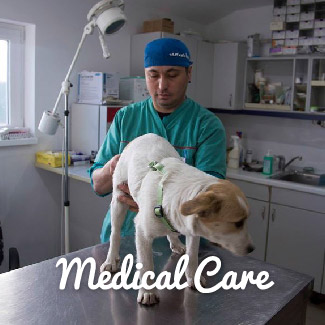 Meical Care
