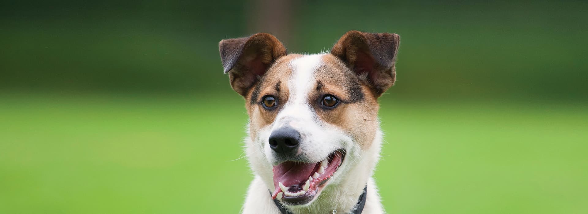 Training, Behaviour & Dog Care